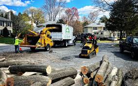 Best Arborist Consultation Services  in Shannondale, WV