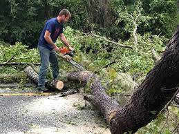 Best Commercial Tree Services  in Shannondale, WV