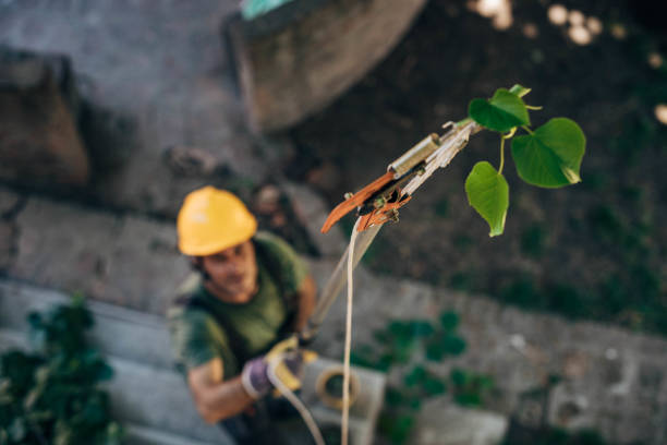 Best Utility Line Clearance  in Shannondale, WV