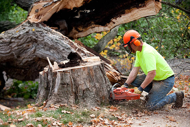 Best Tree Disease Treatment  in Shannondale, WV