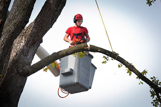 How Our Tree Care Process Works  in Shannondale, WV