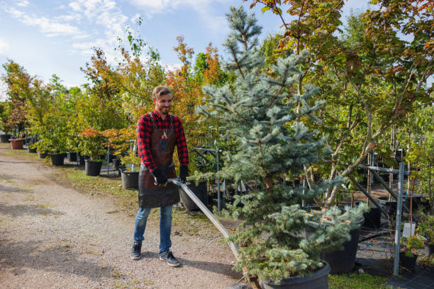 Best Tree Risk Assessment  in Shannondale, WV