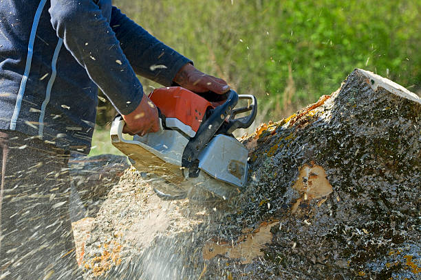 Best Fruit Tree Pruning  in Shannondale, WV